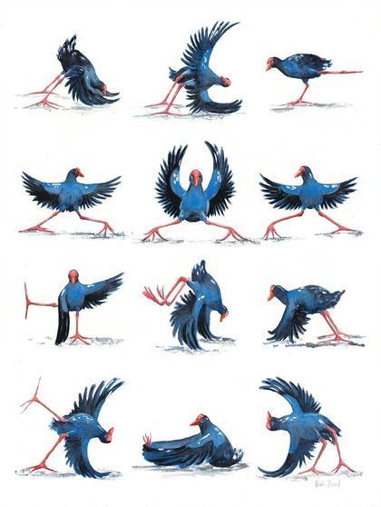 The Yoga Pukeko - 4 Cards Collection
